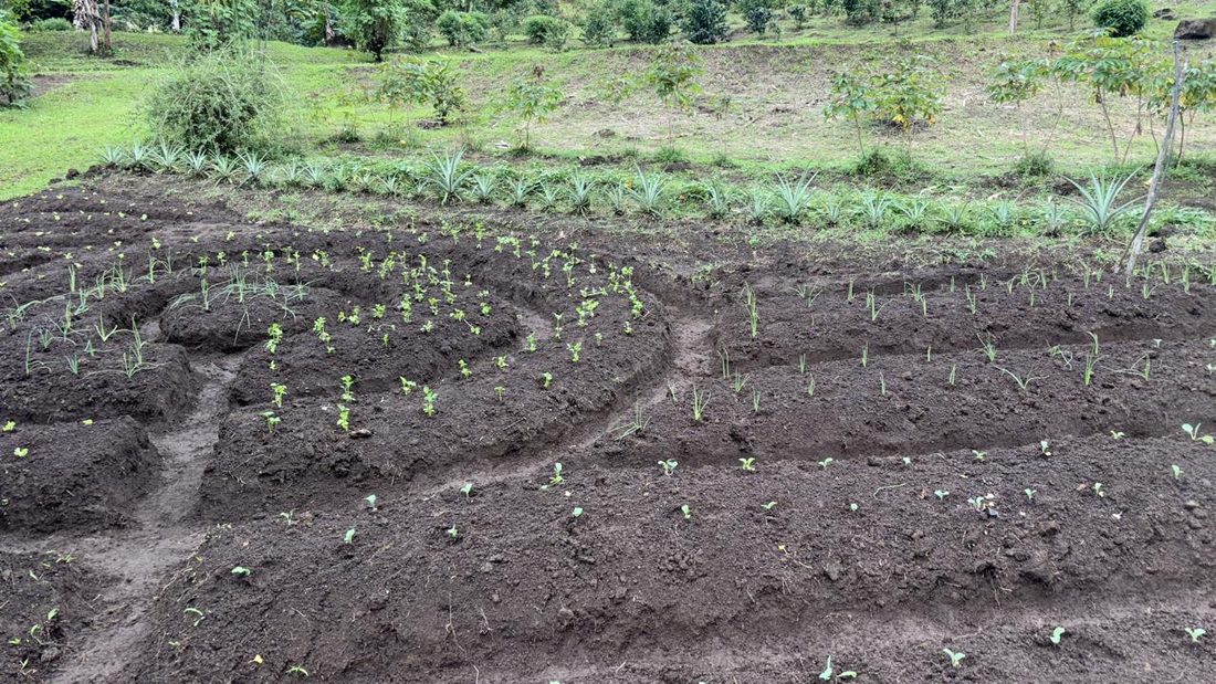Vista amplia de los cultivos de la finca orgánica