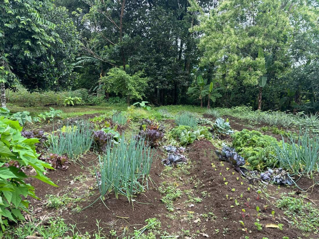 Huerta orgánica con hileras de vegetales frente al bosque